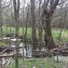 The Wetlands Trail travels over many seasonal creeks and low-lying areas.