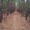 This is a long straight section of the Boardstand Trail with new-growth pines on either side.