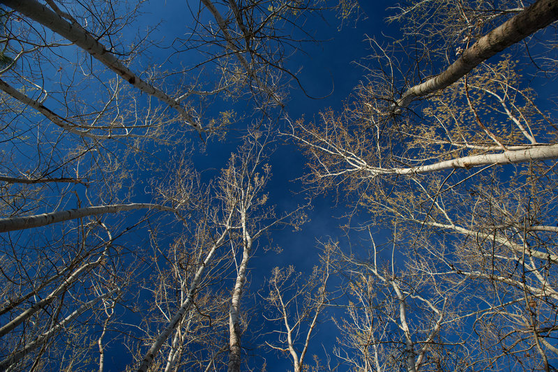 A grove of trees next to Bennington Lake begins to bud in early spring.