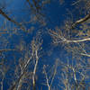 A grove of trees next to Bennington Lake begins to bud in early spring.