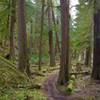 Huge western red cedars grow along the Clackamas.