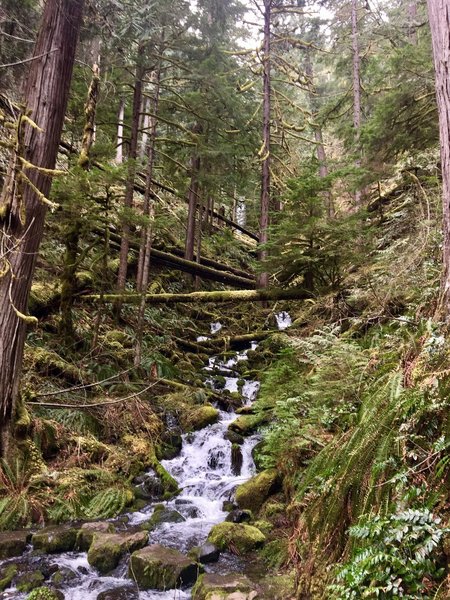 A stream crossing provides a pleasant view up the ravine on the Clackamas River Trail.