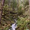 A stream crossing provides a pleasant view up the ravine on the Clackamas River Trail.