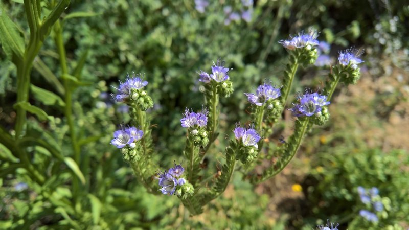 Multiple species of wildflower grow along Ernst Tinaja.