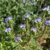 Multiple species of wildflower grow along Ernst Tinaja.