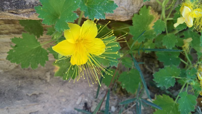 Flowers grow beautifully within the canyon.