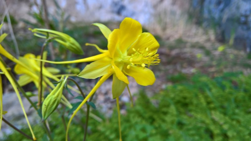 Golden columbine grace the trail.