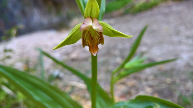 An orchid grows at the falls.