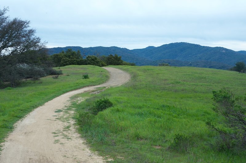 The trail moves through a small meadow between the chaparral and the woods.