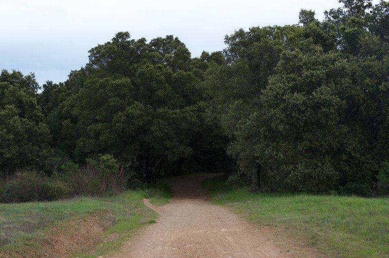 The trail enters the woods, where relief from the sun awaits.