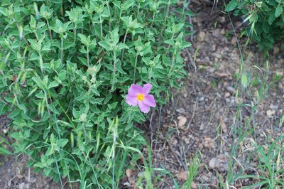 Keep your eyes peeled for flowers blooming along the trail.