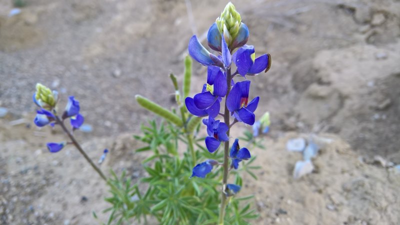 Lupine can be found along Devil's Den Wash.