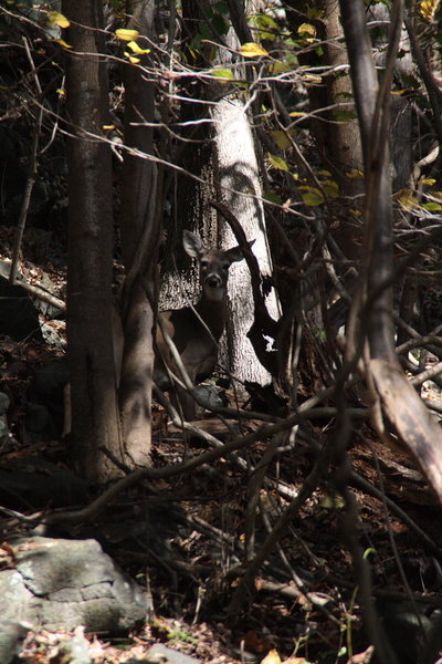 This is just one of the many deer we routinely see in Newton Hills State Park.