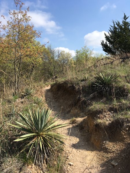 Yucca plants hug the trail.