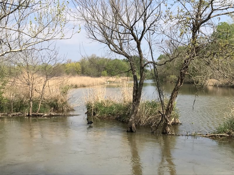 Where the eastern portion of Riverbottom Trail joins the western portion, enjoy a view of the water and an abundance of waterfowl.