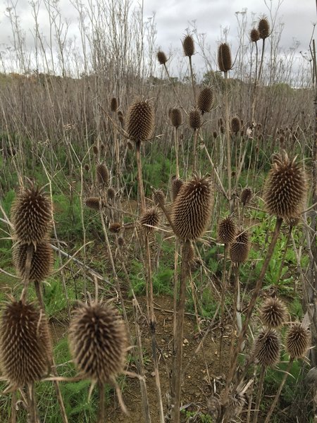 Seed pods are abundant in the Southampton Bay Wetland Natural Preserve.