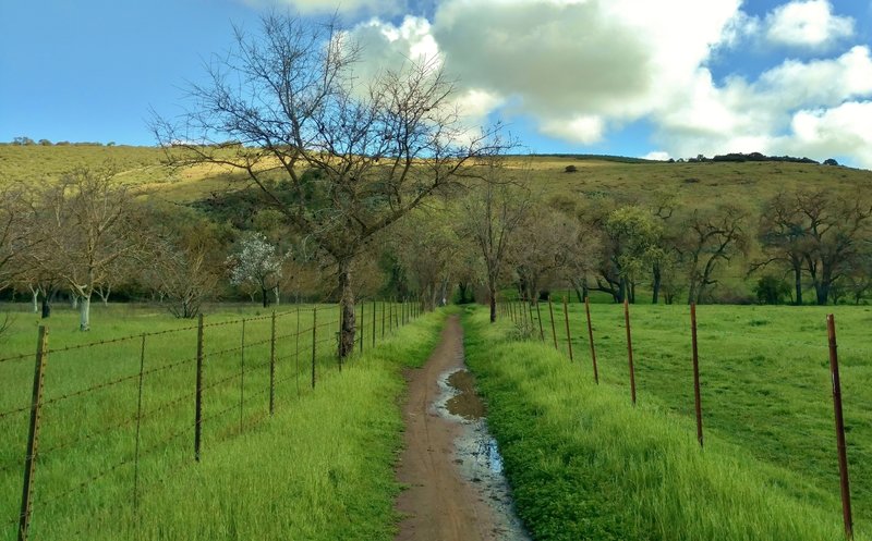 Enjoy verdant, spring scenery going to Santa Teresa County Park from Almaden Valley along the Calero Creek Trail.