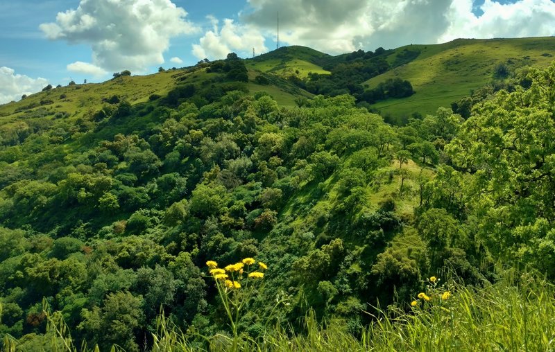 The Hidden Springs Trail offers great views of Coyote Peak across a wooded stream valley.