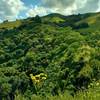 The Hidden Springs Trail offers great views of Coyote Peak across a wooded stream valley.