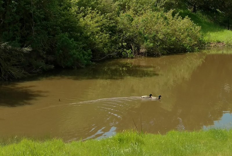 This pond is fed by the hidden spring and serves as the source of the stream next to the Hidden Springs Trail.