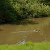 This pond is fed by the hidden spring and serves as the source of the stream next to the Hidden Springs Trail.