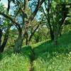 Parts of the Ohlone Trail are nice and shaded.