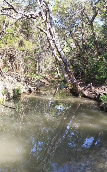 Tar Branch Creek heads right through the heart of Walnut Creek Metropolitan Park.