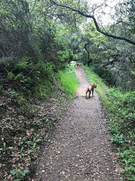 Dogs are allowed on the trail, although they should be on leash. There is a portion of the preserve for dogs to be off leash, but the Dusky-footed Woodrat Trail is outside that zone.