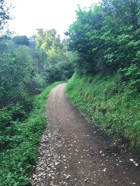 A coyote crosses the Seven Springs Trail in the evening.