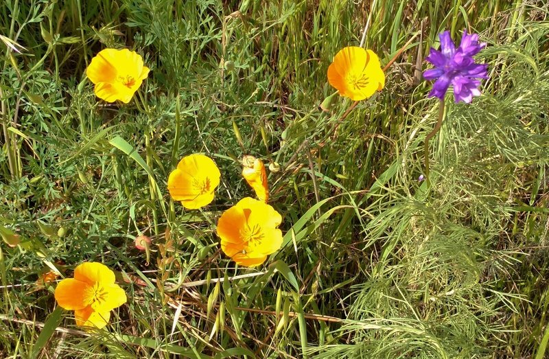 Spring wildflowers make for a trailside treat along the Hidden Springs Trail. Shown here are California poppies and an unidentified purple flower. If you know what it is, leave a comment!