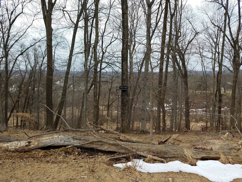 A tree stand can be seen just off trail.