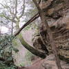 An old mossy tree crosses the trail to Silvermine Arch.