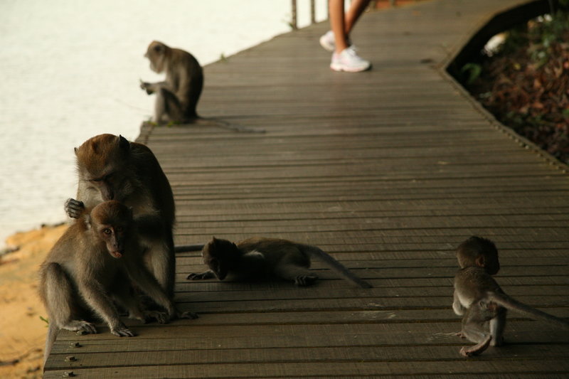 Some resident monkeys enjoy the relaxing and grooming on the boardwalks of the Chemperai Trail.