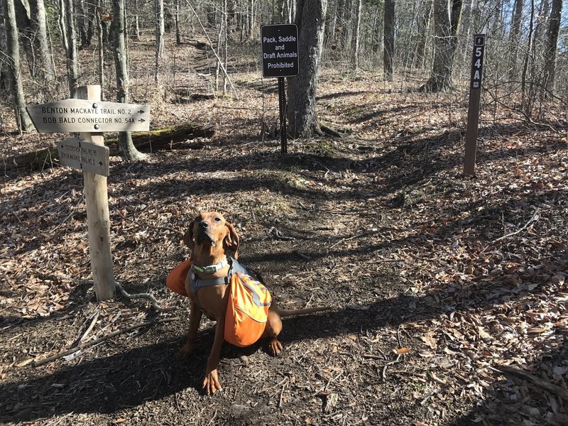 This hound doesn't think the Pack Animal prohibition applies to him.