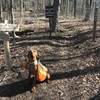 This hound doesn't think the Pack Animal prohibition applies to him.