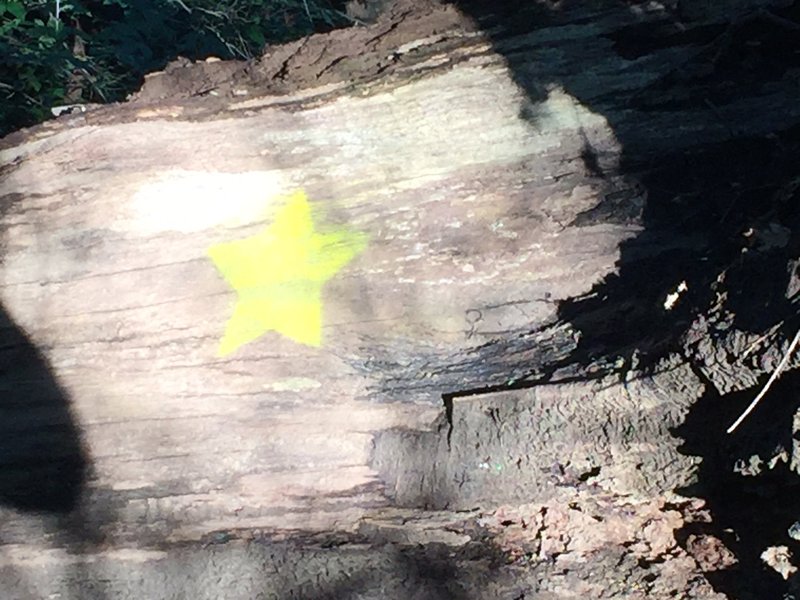 A yellow star marks the route between the 2 neighborhoods of Madison Park and Selewyn Park.