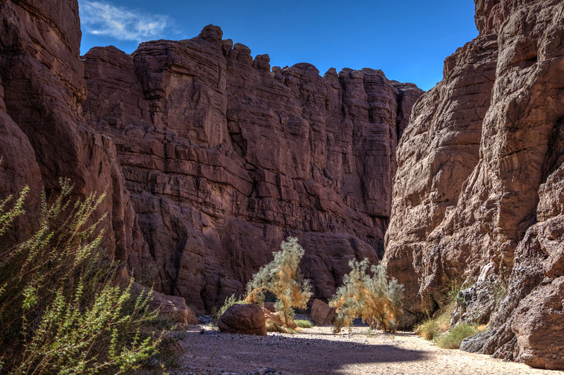 Although the surroundings are pretty barren, there is still some plant life in the wide wash of the Painted Canyon Trail.