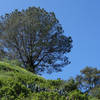 A pine tree standing over the west rim of Biltmore trail