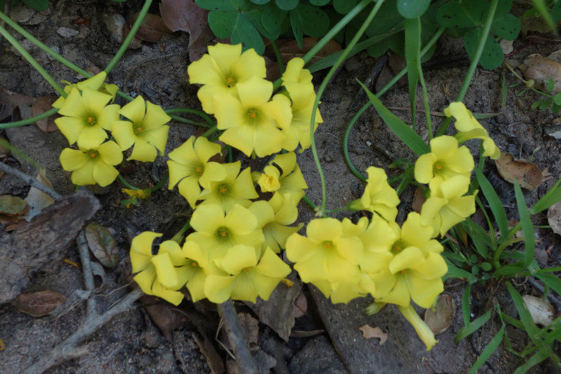 Yellow flowers in San Clemente Canyon.