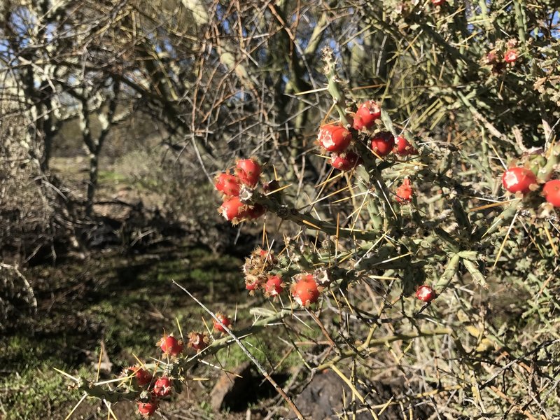 Christmas cholla grow along the trail.