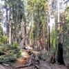 The views from the Grizzly Giant Trail are just gorgeous. You'll feel completely immersed as you travel through this age-old forest.