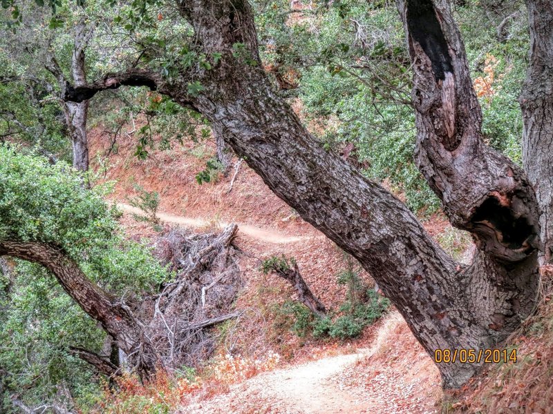 The Ewoldsen Trail bends and curves its way through the mountains.