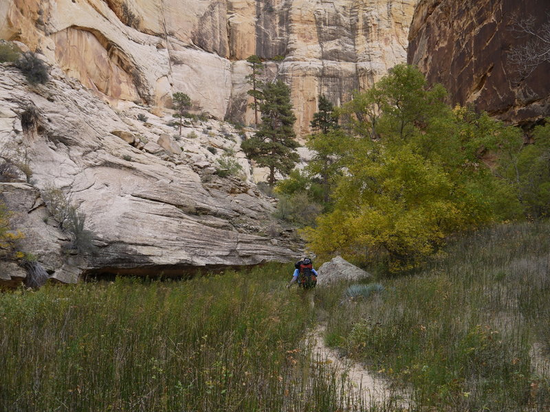 A backpacker makes his way through Mormon Tea in Lower Death Hollow.