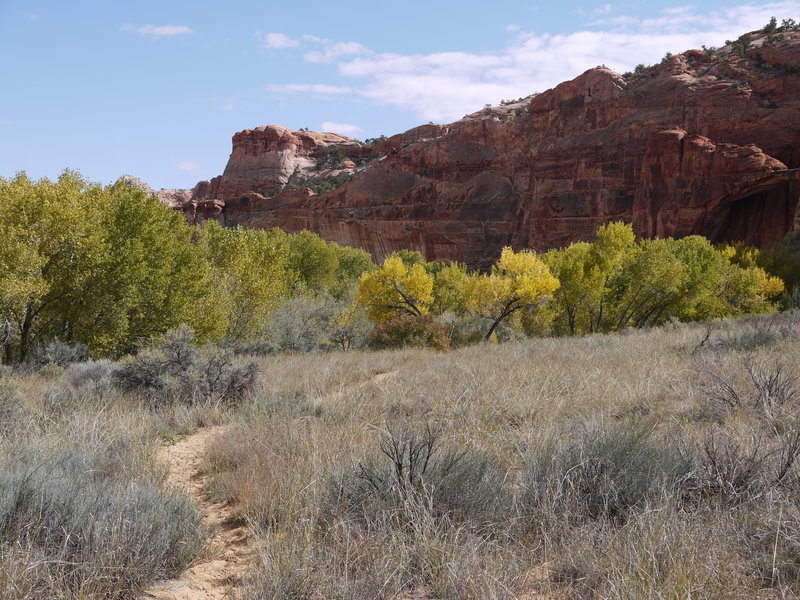 Vibrant autumn leaves greet us as we approach Escalante Natural Bridge.