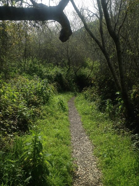 The Coon Creek Trail is well kept on its way to where it intersects with the trail to Oats Peak.