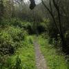 The Coon Creek Trail is well kept on its way to where it intersects with the trail to Oats Peak.