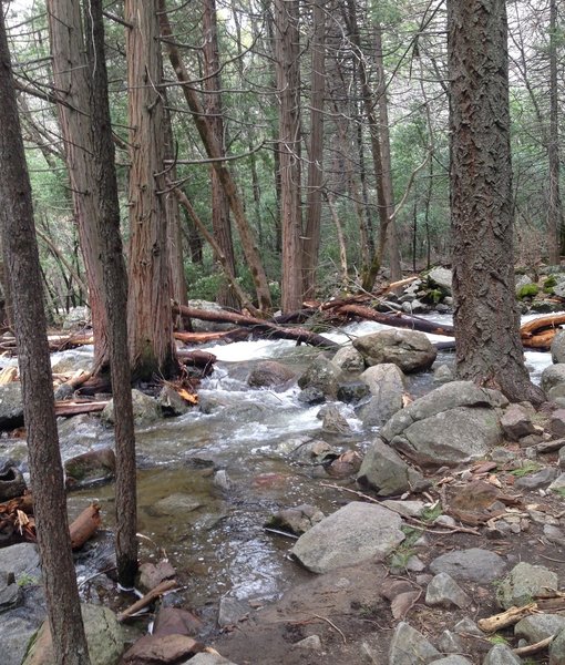 Water flows through dense forests at the base of Bridalveil Falls.