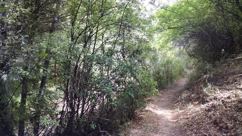 Near its start, the Lion Canyon Trail traverses thick woodlands along a creek.