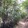 Near its start, the Lion Canyon Trail traverses thick woodlands along a creek.