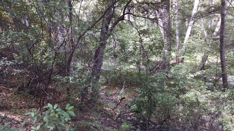 Lion Canyon Trail explores beautiful woodlands.